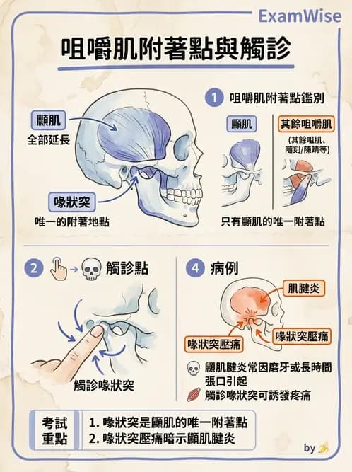 物治 - 顳頷關節 - AI 圖文解析預覽