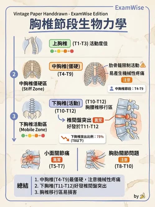 物治 - 胸椎與肋骨 - AI 圖文解析預覽