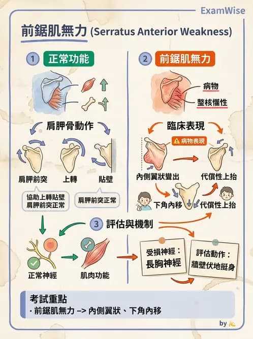 物治 - 肩胛生物力學與神經損傷 - AI 圖文解析預覽