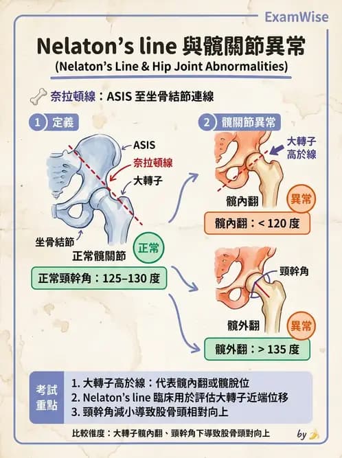 物治 - 髖關節解剖與評估 - AI 圖文解析預覽