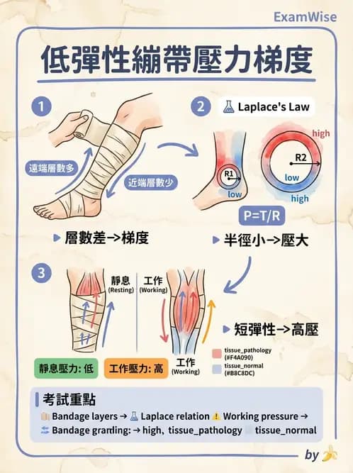 物治 - 皮膚與淋巴系統物理治療 - AI 圖文解析預覽