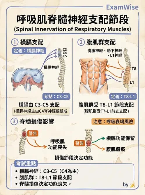 物治 - 呼吸解剖、生理與力學 - AI 圖文解析預覽
