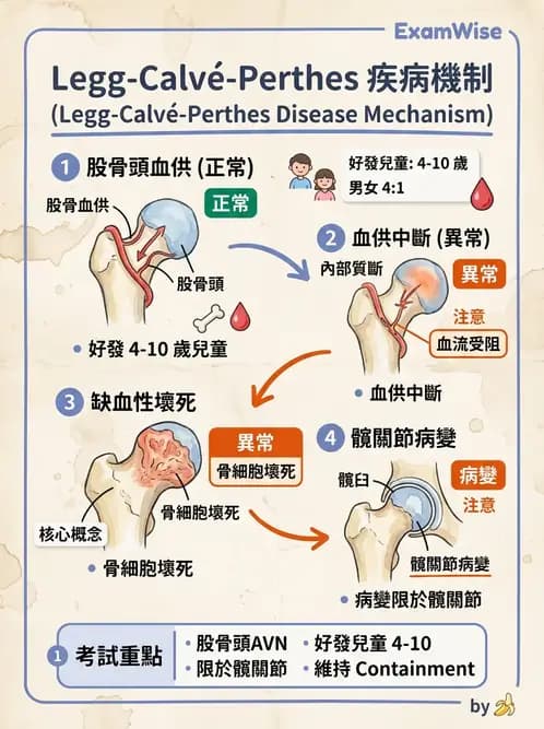 物治 - 小兒肌肉骨骼疾患物理治療 - AI 圖文解析預覽