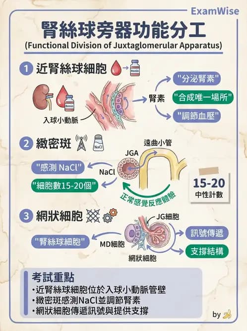 營養 - 腎臟與泌尿生理學 - AI 圖文解析預覽
