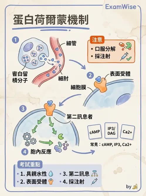 營養 - 內分泌與代謝生理學 - AI 圖文解析預覽