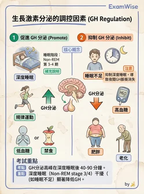 營養 - 內分泌與代謝生理學 - AI 圖文解析預覽