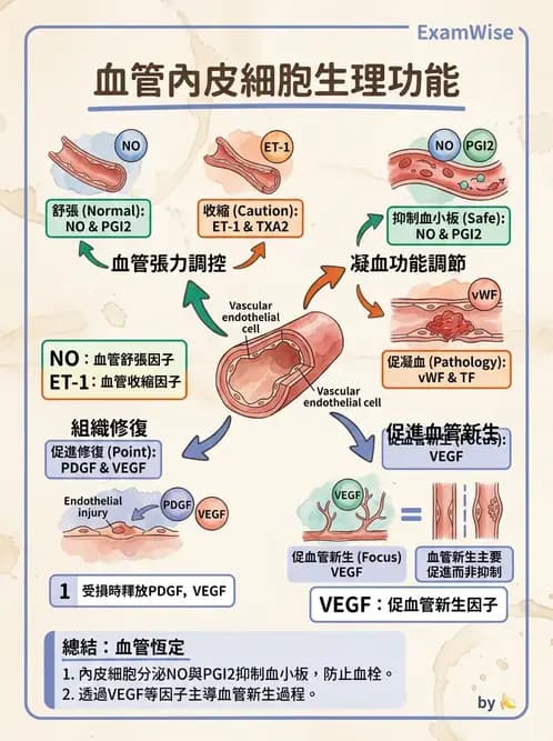 營養 - 心血管系統生理學 - AI 圖文解析預覽