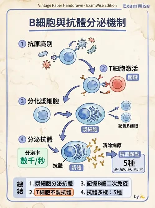 營養 - 血液與免疫 - AI 圖文解析預覽