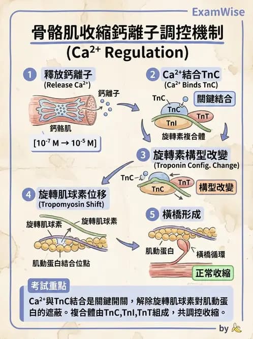營養 - 肌肉生理學 - AI 圖文解析預覽