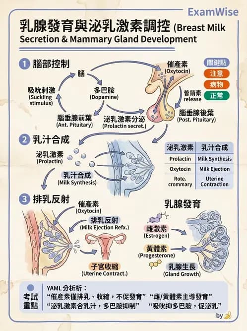 營養 - 生殖系統生理學 - AI 圖文解析預覽