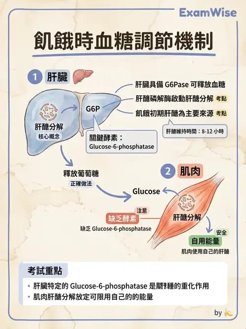營養 - 醣類代謝 - AI 圖文解析預覽