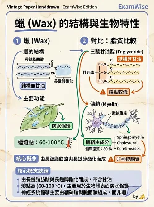 營養 - 脂質代謝 - AI 圖文解析預覽