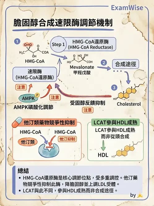 營養 - 脂質代謝 - AI 圖文解析預覽