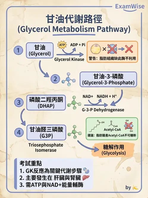 營養 - 醣類代謝 - AI 圖文解析預覽