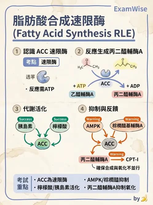 營養 - 脂質代謝 - AI 圖文解析預覽