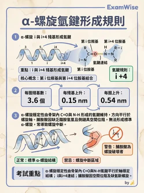 營養 - 蛋白質與胺基酸代謝 - AI 圖文解析預覽