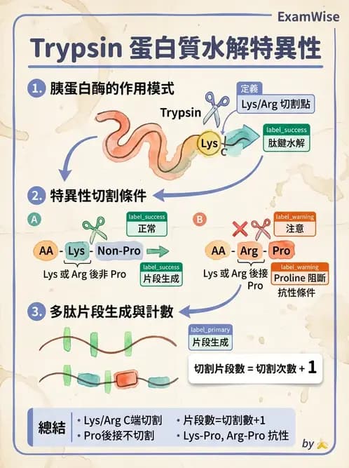營養 - 蛋白質與胺基酸代謝 - AI 圖文解析預覽