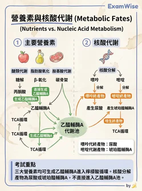 營養 - 能量代謝 - AI 圖文解析預覽