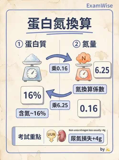 營養 - 蛋白質結構、功能與需求量 - AI 圖文解析預覽