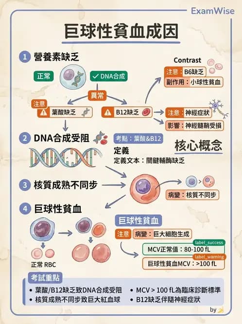 營養 - 單碳代謝與造血B群維生素 - AI 圖文解析預覽