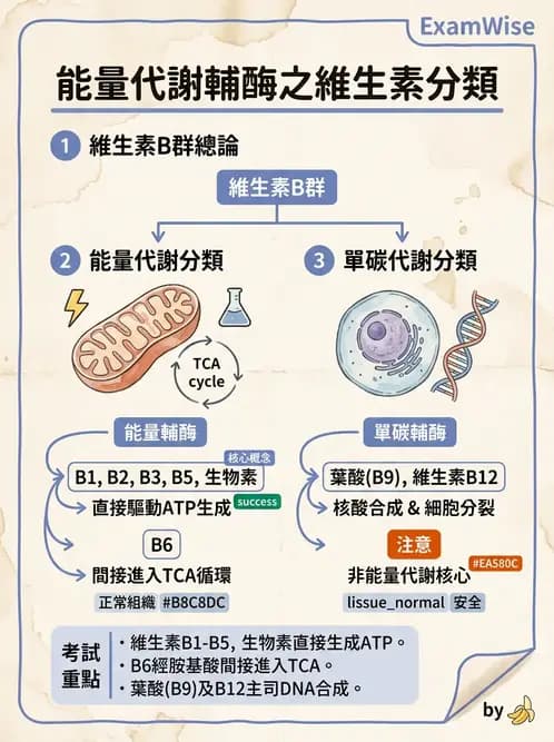 營養 - 能量代謝相關B群維生素 - AI 圖文解析預覽