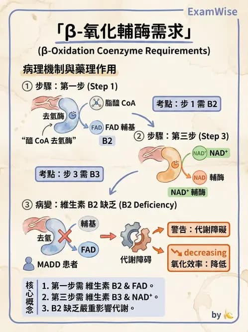 營養 - 能量代謝相關B群維生素 - AI 圖文解析預覽