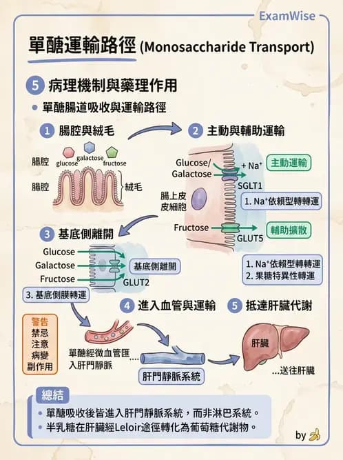 營養 - 醣類消化吸收與血糖調控 - AI 圖文解析預覽