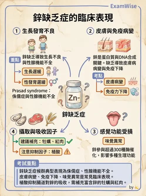 營養 - 鋅與銅營養 - AI 圖文解析預覽