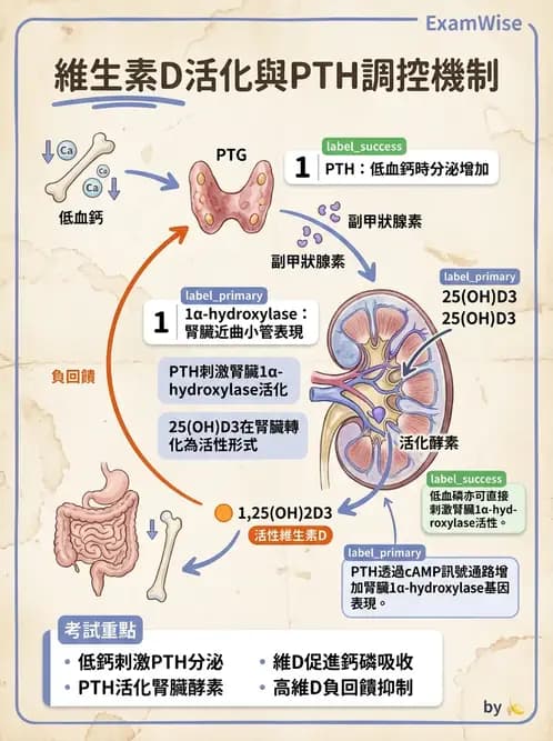 營養 - 維生素D - AI 圖文解析預覽