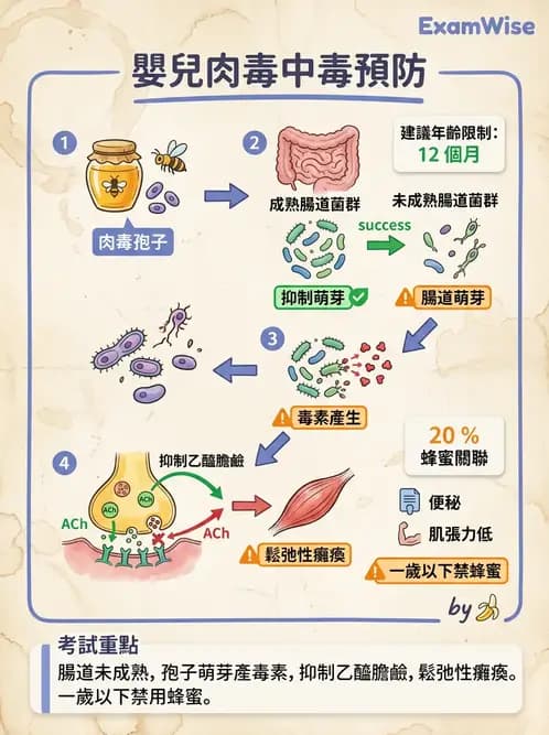 營養 - 嬰幼兒營養 - AI 圖文解析預覽