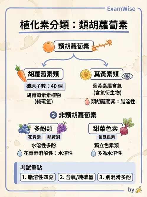 營養 - 維生素A - AI 圖文解析預覽