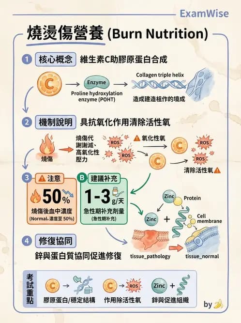 營養 - 燒燙傷與外傷重症營養 - AI 圖文解析預覽
