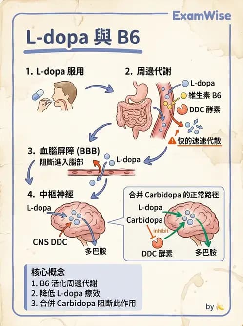 營養 - 藥物與營養素交互作用 - AI 圖文解析預覽