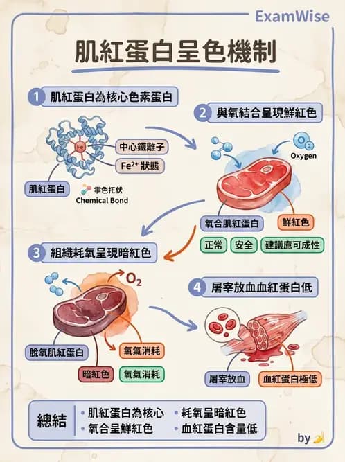 營養 - 動植物性食材製備原理 - AI 圖文解析預覽