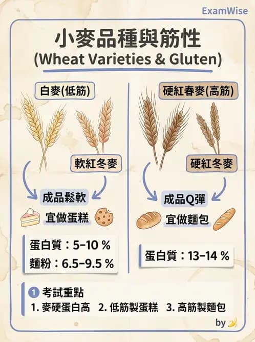 營養 - 穀類、澱粉與麵粉製備原理 - AI 圖文解析預覽