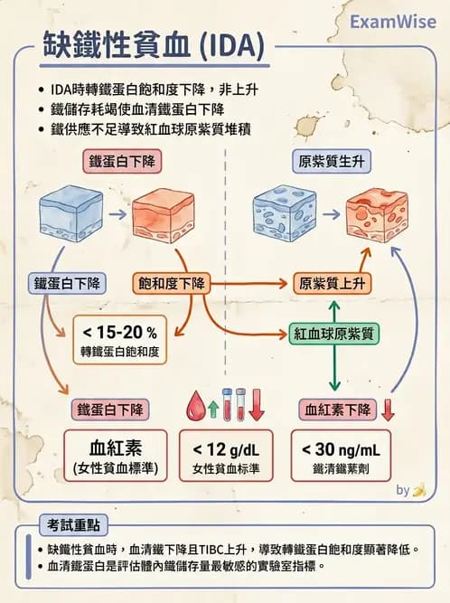 營養 - 生化指標與營養缺乏 - AI 圖文解析預覽