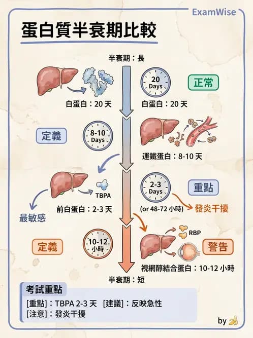 營養 - 生化指標與營養缺乏 - AI 圖文解析預覽