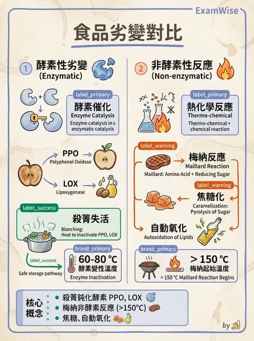 營養 - 食品腐敗微生物學 - AI 圖文解析預覽