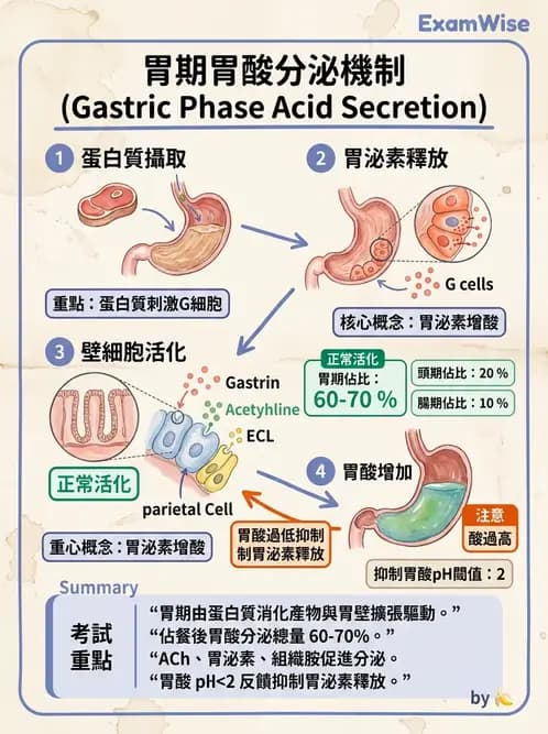 營養 - 消化系統生理學 - AI 圖文解析預覽