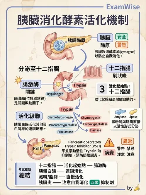 營養 - 消化系統生理學 - AI 圖文解析預覽