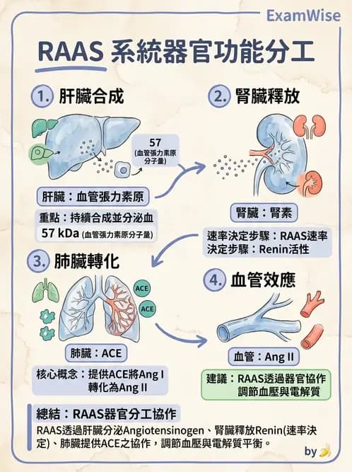 營養 - 腎臟與泌尿生理學 - AI 圖文解析預覽