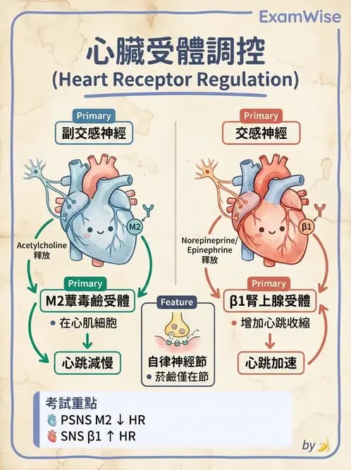 營養 - 心血管系統生理學 - AI 圖文解析預覽