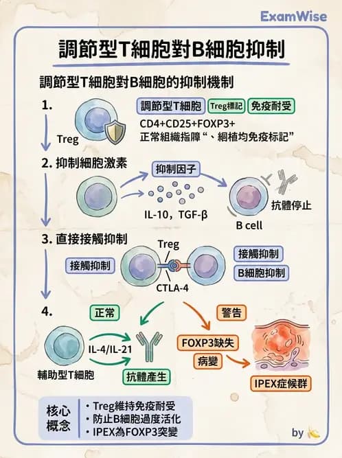 營養 - 血液與免疫 - AI 圖文解析預覽