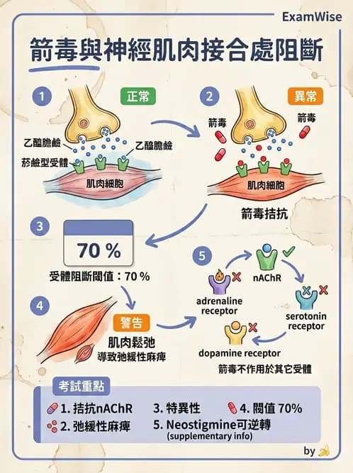 營養 - 肌肉生理學 - AI 圖文解析預覽