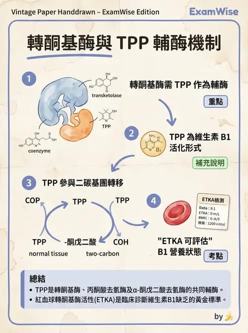 營養 - 醣類代謝 - AI 圖文解析預覽