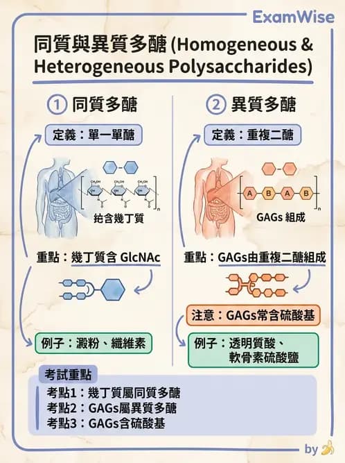 營養 - 醣類代謝 - AI 圖文解析預覽