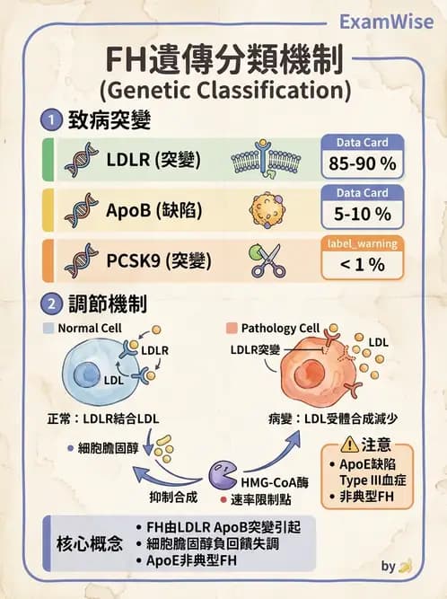 營養 - 脂質代謝 - AI 圖文解析預覽