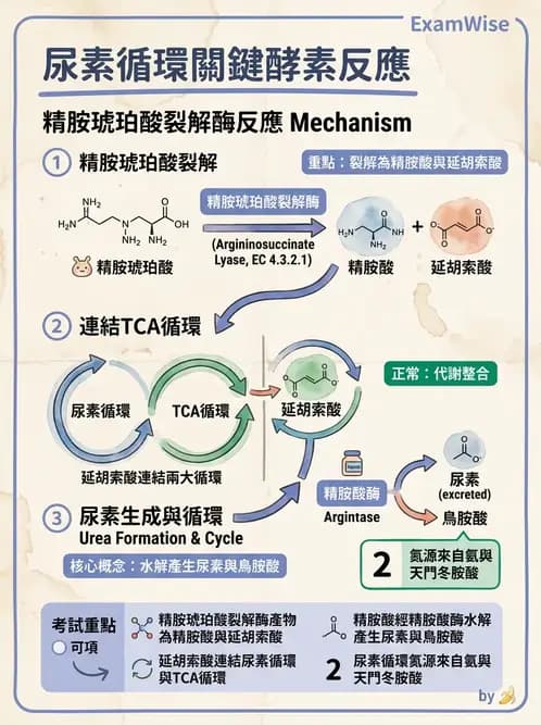 營養 - 蛋白質與胺基酸代謝 - AI 圖文解析預覽