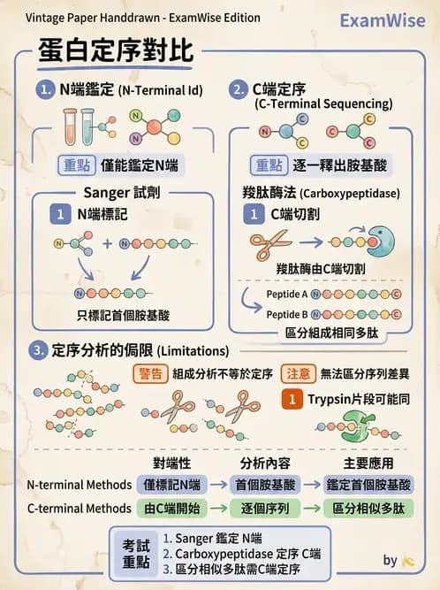 營養 - 蛋白質與胺基酸代謝 - AI 圖文解析預覽