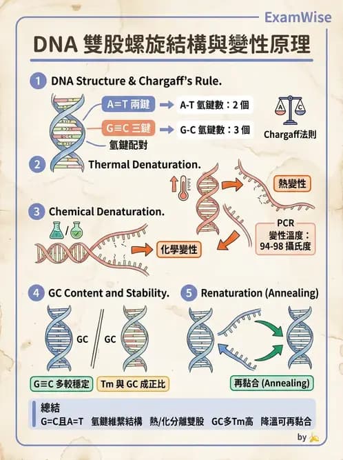 營養 - 核酸與基因表現 - AI 圖文解析預覽